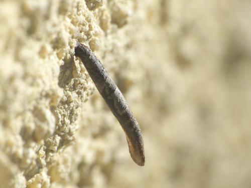 Coleophora sp.